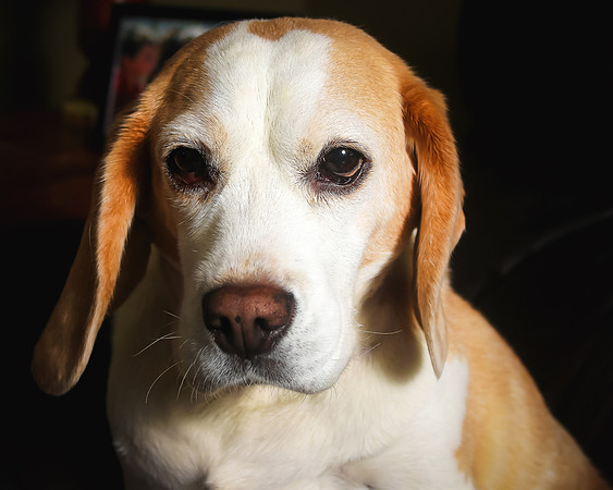 daisy