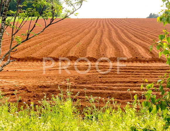 Bright red mud