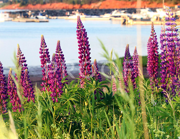 Lupins