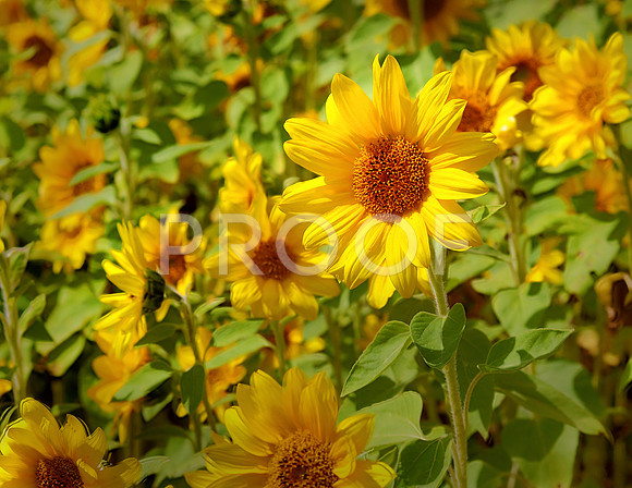 Western sunflowers