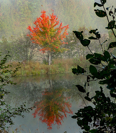 Q - Fall-6946